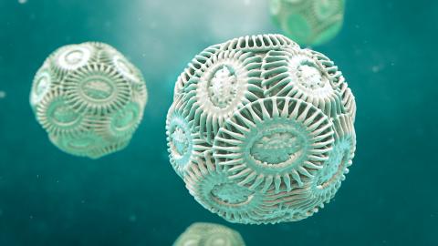 Animacja 3D organizmów wodnych