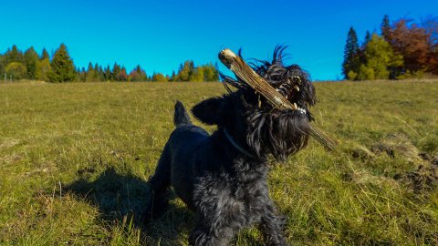 KATO walczy z jadowitym patykiem