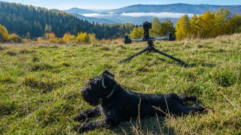 KATO skutecznie odstrasza komary pozycją jaszczurki